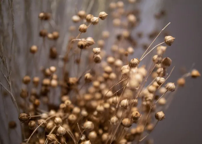 La Torre بيلجيراتي